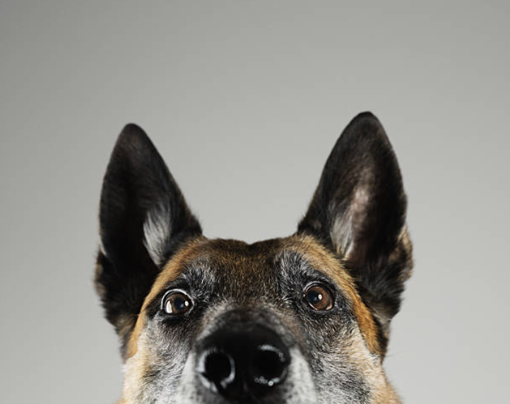 Pet Custody in Divorce or Separation: What You Need to Know by Leading Expert Todd Zimmer Law & Associates